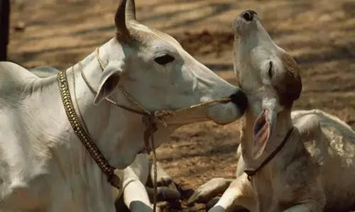 Prayagraj News: गर्भवती गाय और भ्रूण की धारदार हथियार से हत्या ,पुलिस कमिश्नर ने लिया संज्ञान फिर दर्ज हुई नामजद FIR Prayagraj News: गर्भवती गाय और भ्रूण की धारदार हथियार से हत्या ,पुलिस कमिश्नर ने लिया संज्ञान फिर दर्ज हुई नामजद FIR