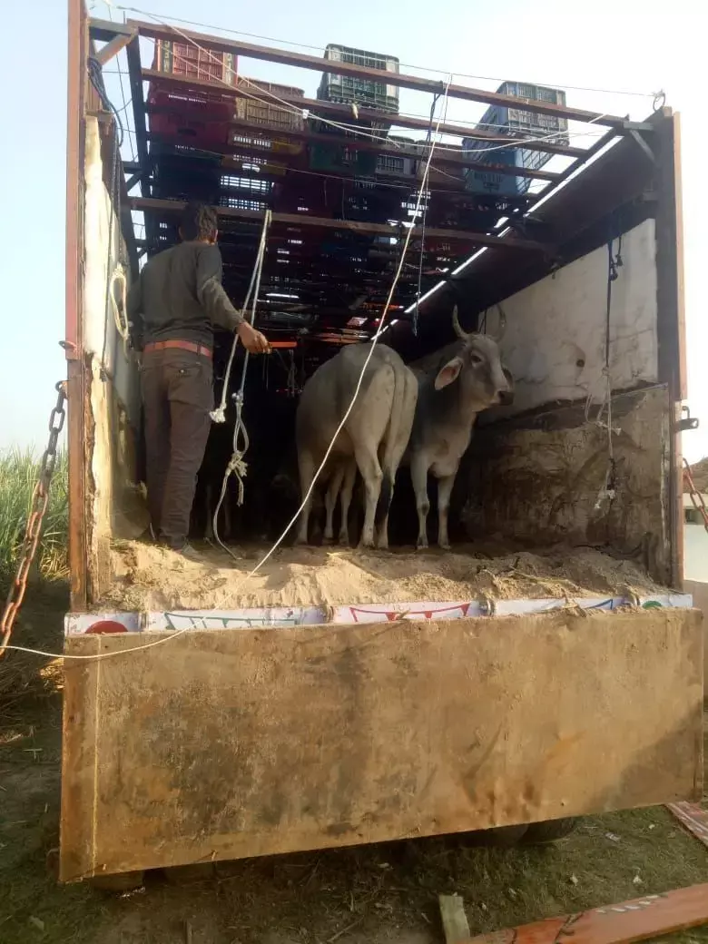 दो ट्रकों से 46 गोवंश पुलिस ने किये बरामद दो ट्रकों से 46 गोवंश पुलिस ने किये बरामद