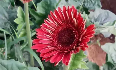 गन्ने की खेती से परेशान फूलों की खेती करने से हुए मालामाल गन्ने की खेती से परेशान फूलों की खेती करने से हुए मालामाल