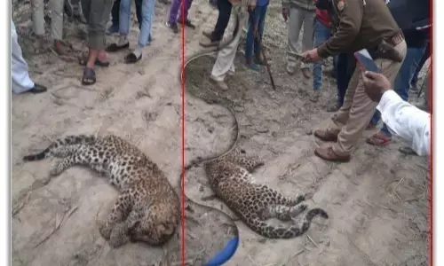 गुलदार को ग्रामीणों ने पीट पीटकर उतारा मौत के घाट नितिन पंडित व 20 ग्रामीणों के खिलाफ हुआ केस दर्ज