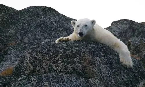 मानव इतिहास का सबसे गर्म साल था 2020 मानव इतिहास का सबसे गर्म साल था 2020