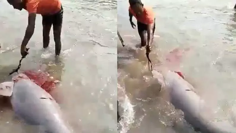 UP : डॉल्फिन मछली की लाइव हत्या का वीडियो वायरल, तीन गिरफ्तार