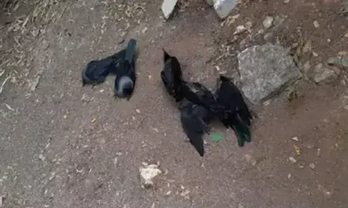 बर्ड फ्लू की दिल्ली -एनसीआर में आहट? मयूर विहार में 100 कौवों की मौत से मचा हड़कंप?