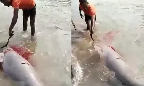 UP : डॉल्फिन मछली की लाइव हत्या का वीडियो वायरल, तीन गिरफ्तार UP : डॉल्फिन मछली की लाइव हत्या का वीडियो वायरल, तीन गिरफ्तार