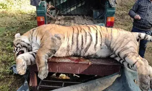 तेज रफ्तार कार से टकराए बाघ की मौत, ड्राइवर भी घायल