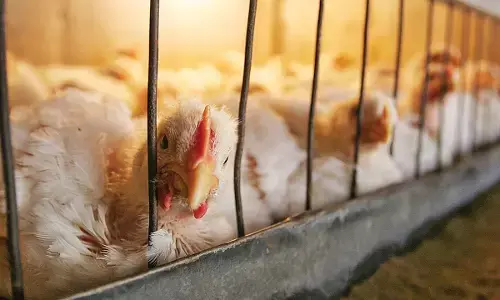 केजरीवाल सरकार ने गाजीपुर मुर्गा मंडी को 10 दिन के लिए किया बंद, जिंदा पक्षियों के आयात पर भी रोक केजरीवाल सरकार ने गाजीपुर मुर्गा मंडी को 10 दिन के लिए किया बंद, जिंदा पक्षियों के आयात पर भी रोक