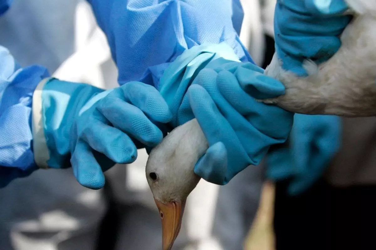 Bird Flu: कानपुर जू के सभी पक्षियों को मारने के आदेश, 10 किमी के दायरे में मांस बिक्री पर रोक Bird Flu: कानपुर जू के सभी पक्षियों को मारने के आदेश, 10 किमी के दायरे में मांस बिक्री पर रोक