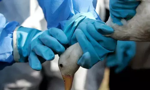Bird Flu: कानपुर जू के सभी पक्षियों को मारने के आदेश, 10 किमी के दायरे में मांस बिक्री पर रोक