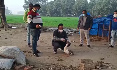 पीलीभीत में बर्ड फ्लू की दस्तक की आशंका? कई मुर्गियों की मौत से हड़कंप!