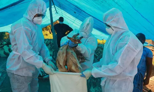 दिल्ली और महाराष्ट्र में भी बर्ड फ्लू की दस्तक, अब तक देश के 9 राज्यों में मचा हड़कंप, जानें हर अपडेट