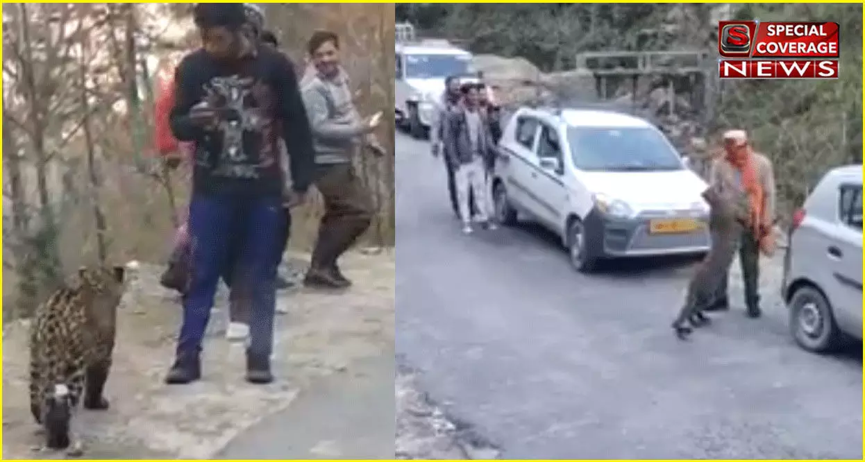 VIDEO : जब अचानक सड़क पर आया तेंदुआ, लोग पास जाकर मजे से बनाने लगे वीडियो