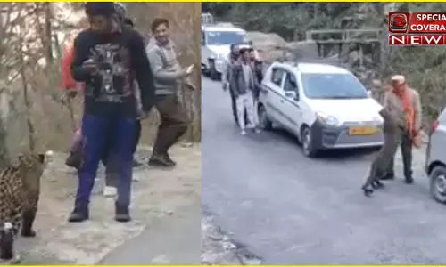 VIDEO : जब अचानक सड़क पर आया तेंदुआ, लोग पास जाकर मजे से बनाने लगे वीडियो VIDEO : जब अचानक सड़क पर आया तेंदुआ, लोग पास जाकर मजे से बनाने लगे वीडियो