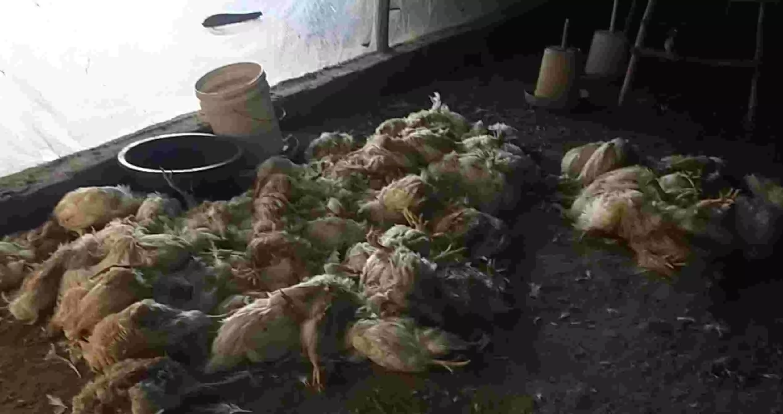 बिजनौर में वर्ड फ्लू के दौरान भारी लापरवाही, मुर्गी फार्म स्वामी की वजह से जा सकती है हजारों लोंगों की जान