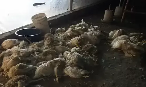 बिजनौर में वर्ड फ्लू के दौरान भारी लापरवाही, मुर्गी फार्म स्वामी की वजह से जा सकती है हजारों लोंगों की जान