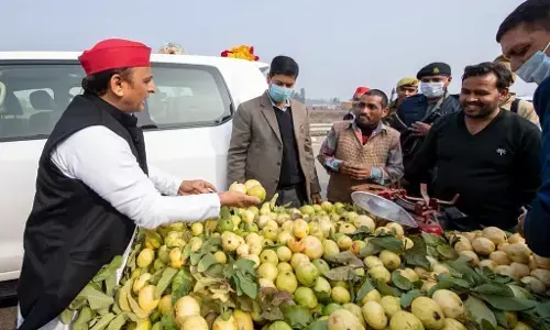 अखिलेश यादव का तंज, बोले- क्या इलाहाबादी अमरूद का भी नाम प्रयागराजी अमरूद हो गया है? अखिलेश यादव का तंज, बोले- क्या इलाहाबादी अमरूद का भी नाम प्रयागराजी अमरूद हो गया है?