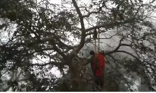 प्रेमी प्रेमिका ने लगाईं पेड़ पर चढकर फांसी, लाशें देखकर मचा हडकम्प प्रेमी प्रेमिका ने लगाईं पेड़ पर चढकर फांसी, लाशें देखकर मचा हडकम्प
