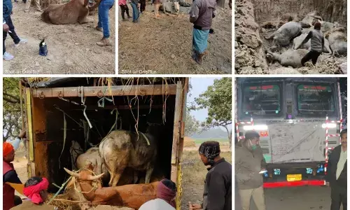 यूपी में गौवंश से लदा ट्रक को पुलिस ने केसरिया मोड़ से लिया कब्जे में , गौवंश अभियुक्त और चालक कब्जे में