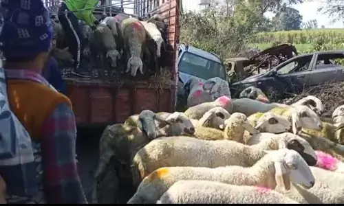 लाखो रुपए के पशु लूटने वाले 3 लुटेरे पुलिस के हत्थे चढ़े,कब्जे से लूटे गए पशु बरामद