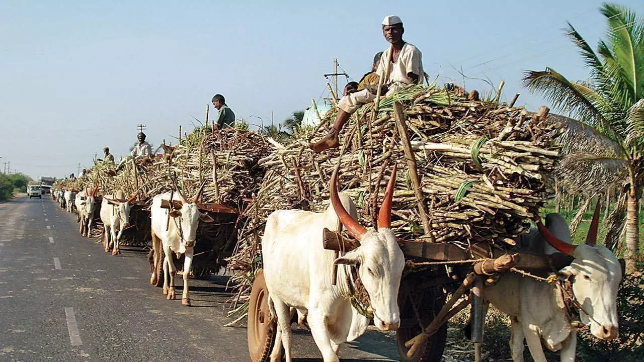 यूपी में गन्ना किसानों को बड़ा झटका, तीसरे साल भी नहीं बढ़ा गन्ना मूल्य