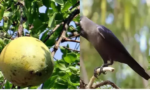 बेल पका तो कौआ के बाप का क्या ? - डा रक्षपाल सिंह बेल पका तो कौआ के बाप का क्या ? - डा रक्षपाल सिंह