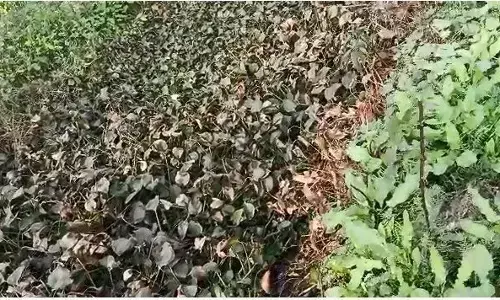 सुल्तानपुर में अल्पिका सफाई के नाम पर एक बड़ा घोटाला