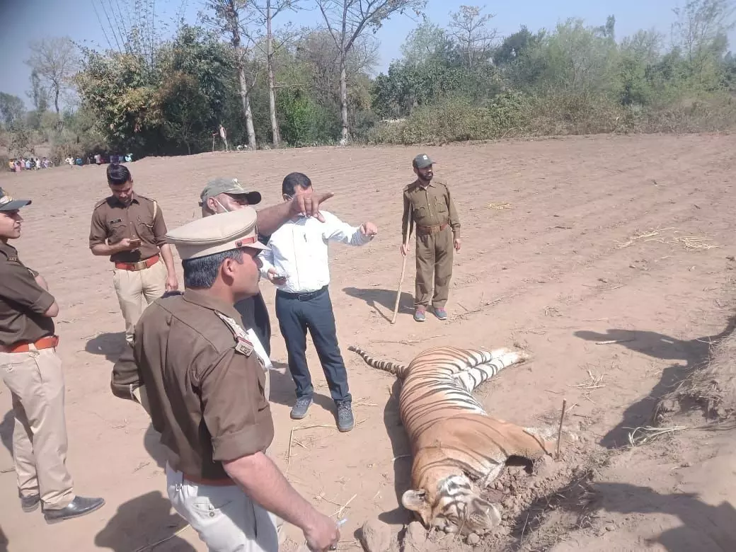 बिजली के करंट लगने से सूअर और बाघ की मौत