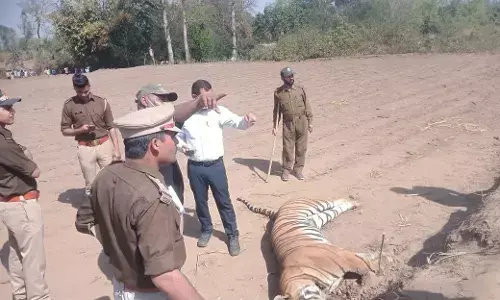 बिजली के करंट लगने से सूअर और बाघ की मौत बिजली के करंट लगने से सूअर और बाघ की मौत