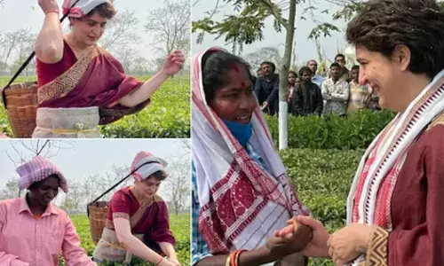 प्रियंका गांधी ने चाय बागान में सिर पर टोकरी डाल तोड़ी चाय की पत्तियां, कहा- इनसे मिला प्यार नहीं भूलूंगी