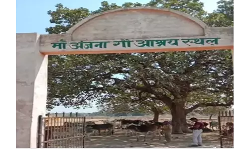 рдЕрдВрдЬрдирд╛ рднреИрд░рд╡ рдХреА рдЧреМрд╢рд╛рд▓рд╛ рдореЗрдВ рджреЛ рдЧреМрд╡рдВрд╢ рдорд░реЗ, рджрдлрдирд╛рдиреЗ рдХреА рднреА рдлреБрд░рд╕рдд рдирд╣реАрдВ рдЕрдВрдЬрдирд╛ рднреИрд░рд╡ рдХреА рдЧреМрд╢рд╛рд▓рд╛ рдореЗрдВ рджреЛ рдЧреМрд╡рдВрд╢ рдорд░реЗ, рджрдлрдирд╛рдиреЗ рдХреА рднреА рдлреБрд░рд╕рдд рдирд╣реАрдВ