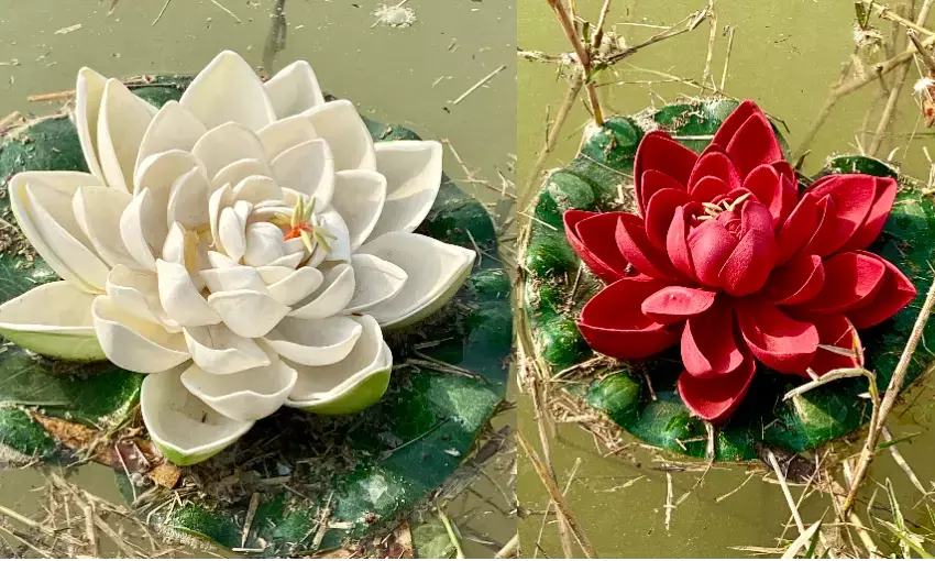 अब कुमार विश्वास के ताल में खिला कमल!