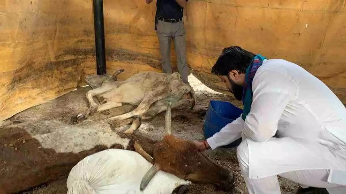 Noida प्राधिकरण की गौशाला में गायों की मौत के मामले में 4 लोगों के खिलाफ एफआईआर दर्ज