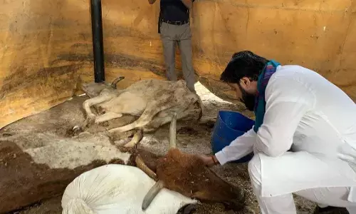 Noida प्राधिकरण की गौशाला में गायों की मौत के मामले में 4 लोगों के खिलाफ एफआईआर दर्ज Noida प्राधिकरण की गौशाला में गायों की मौत के मामले में 4 लोगों के खिलाफ एफआईआर दर्ज