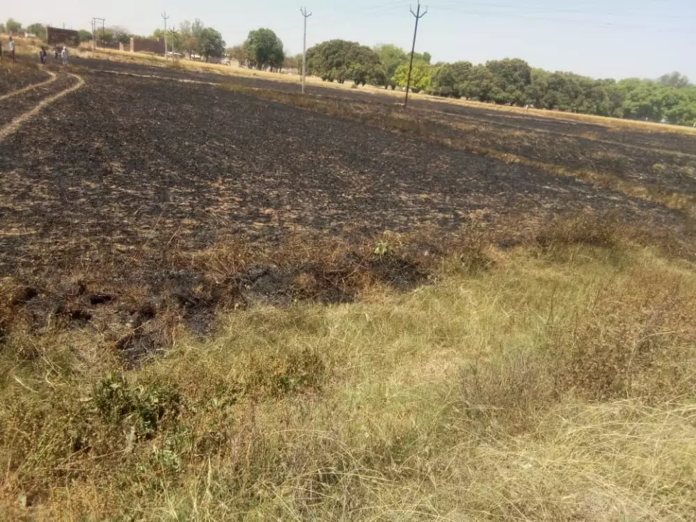 विभागीय लापरवाही से टूटी विद्युत तार से जले 80 बीघे खेत की फसल
