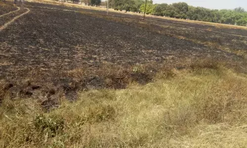 विभागीय लापरवाही से टूटी विद्युत तार से जले 80 बीघे खेत की फसल विभागीय लापरवाही से टूटी विद्युत तार से जले 80 बीघे खेत की फसल