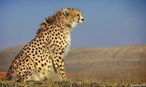 74 साल बाद देश में फिर से दिखेगा चीता, एमपी के इस नेशनल पार्क में होगा ठिकाना