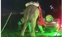 बेकाबू हाथी ने बारात में मचाया तांडव, दूल्हे से बग्घी से कूदकर बचाई जान लेकिन हाथी ने महावत को मार डाला