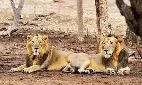 जानवरों पर करोना का अटैक, डब्ल्यूएचओ ने दिया नया नाम जानवरों पर करोना का अटैक, डब्ल्यूएचओ ने दिया नया नाम