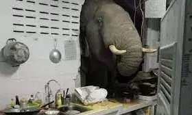 थाईलैंड में भूख से बेहाल गजराज का तांडव, किचन को किया तहस नहस देखिए- VIDEO