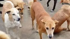दिल्ली में कुत्ते की संदिग्ध मौत पर FIR दर्ज, जांच शुरू