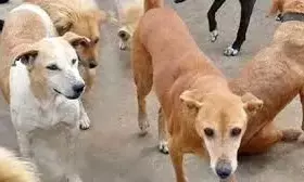 दिल्ली में कुत्ते की संदिग्ध मौत पर FIR दर्ज, जांच शुरू