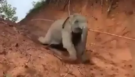 हाथी का बच्चा कैसे फिसला, वीडियो देखकर नही रोक पायेंगे हंसी