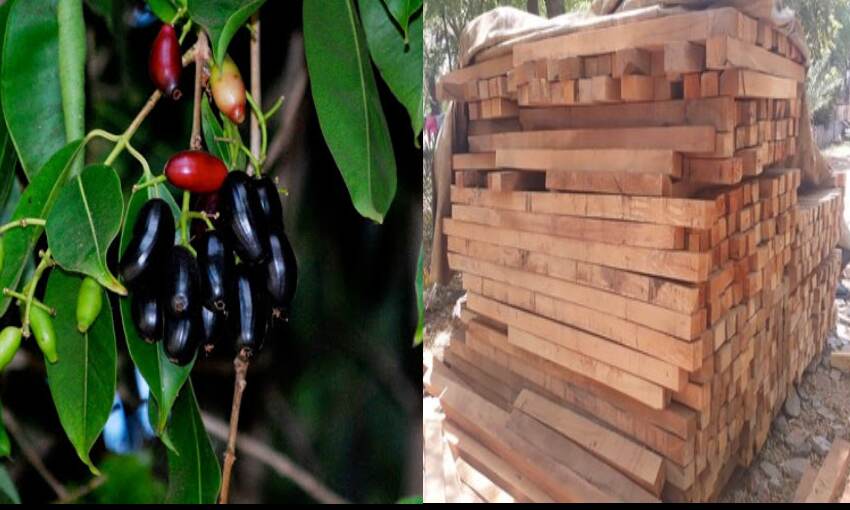 importance of jamun wood जामुन की लकड़ी का महत्त्व