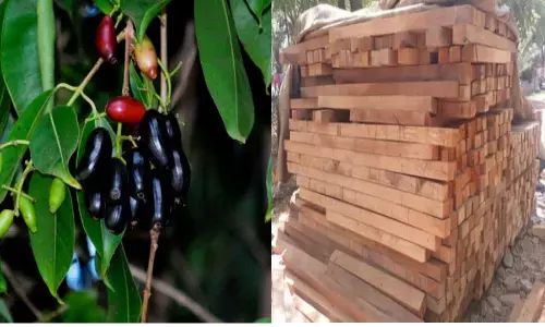 जामुन की लकड़ी का महत्त्व