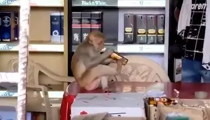 कैसे ठेके में बैठकर पीने लगा शराब ये बंदर, वीडियो वायरल