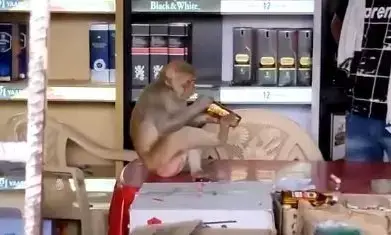 कैसे ठेके में बैठकर पीने लगा शराब ये बंदर, वीडियो वायरल कैसे ठेके में बैठकर पीने लगा शराब ये बंदर, वीडियो वायरल