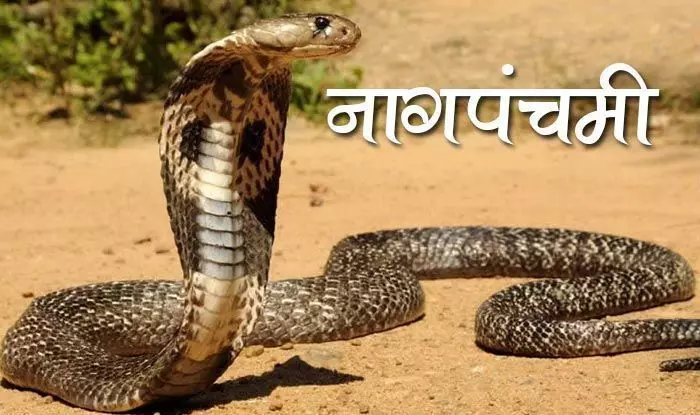 कब है नाग पंचमी, जानें तिथि, मुहूर्त, पूजा विधि और महत्व कब है नाग पंचमी, जानें तिथि, मुहूर्त, पूजा विधि और महत्व