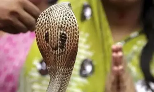 13 अगस्त को करें नागों की पूजा, मिलेगी काल सर्प दोष से मुक्ति