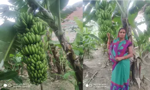 केले और सब्जी की खेती से महिलाओं ने पैदा किया रोजगार केले और सब्जी की खेती से महिलाओं ने पैदा किया रोजगार
