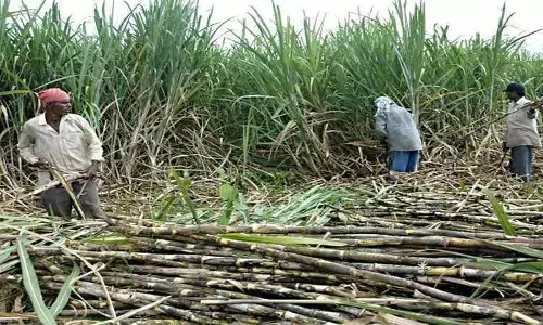 खुशखबरी: केंद्र सरकार ने त्वरित गन्ना भुगतान के लिए सरप्लस चीनी के निर्यात को लेकर उठाया अहम कदम.. खुशखबरी: केंद्र सरकार ने त्वरित गन्ना भुगतान के लिए सरप्लस चीनी के निर्यात को लेकर उठाया अहम कदम..