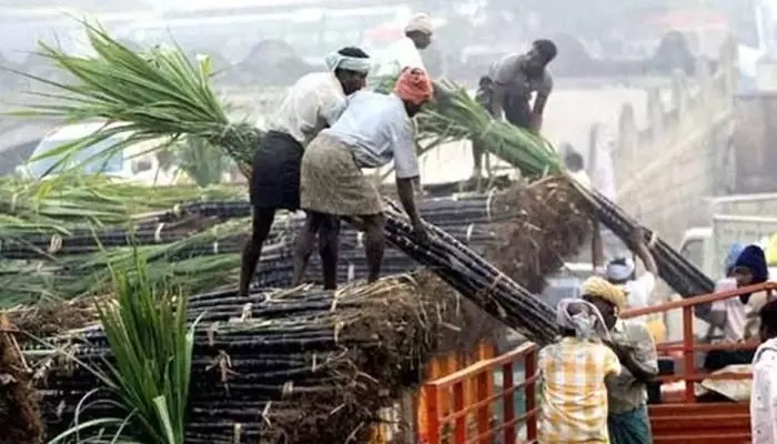 गन्ना किसानों को केंद्र सरकार का तोहफा : गन्ने का मूल्य 290 रुपये प्रति कुंतल किया गया..